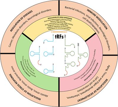 tRNA derived small RNAs—Small players with big roles